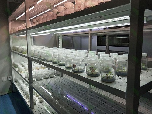 廉江植物组织培养实验室设计建设方案
